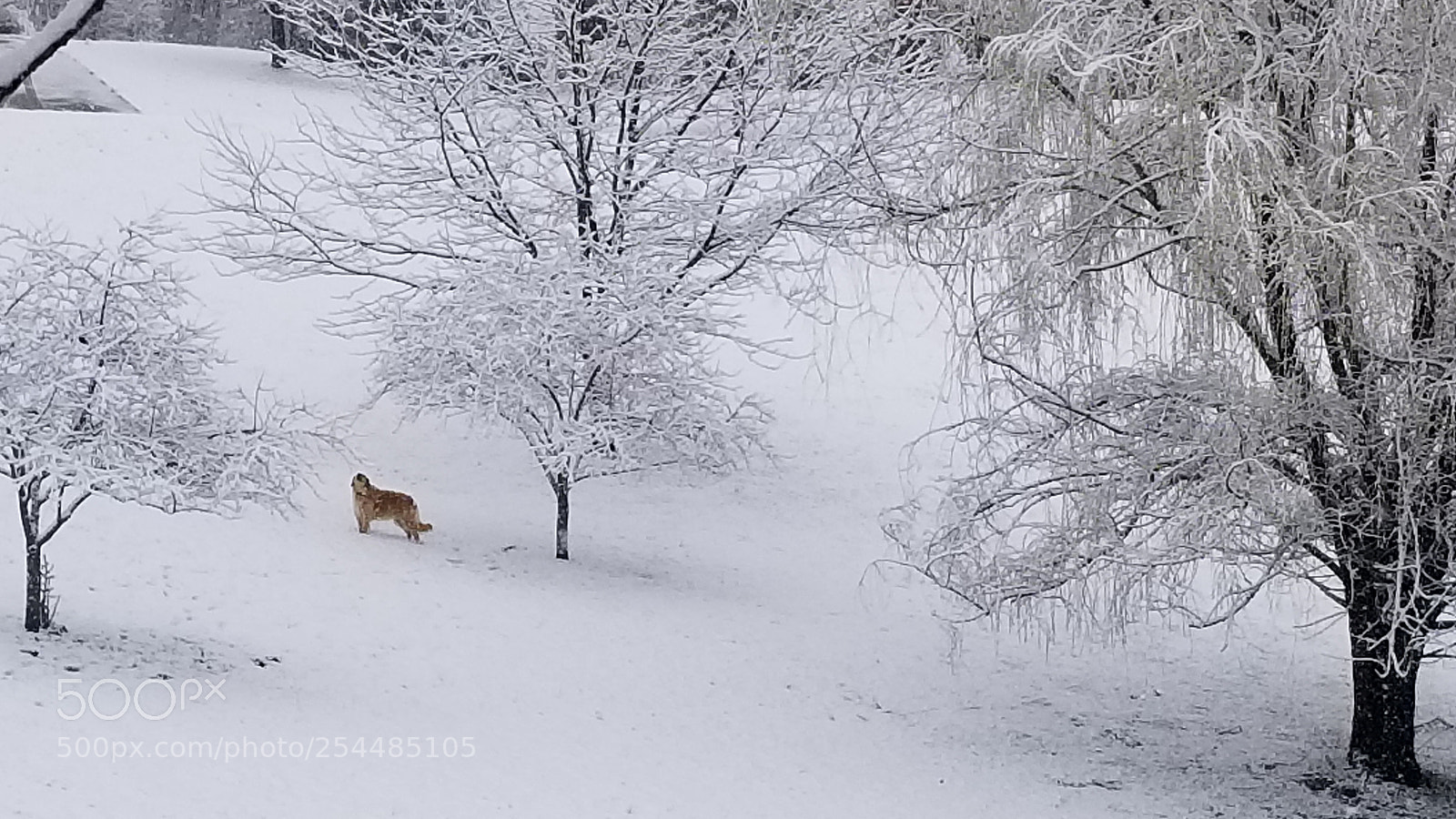 Samsung Galaxy S8 sample photo. A dog in snow photography