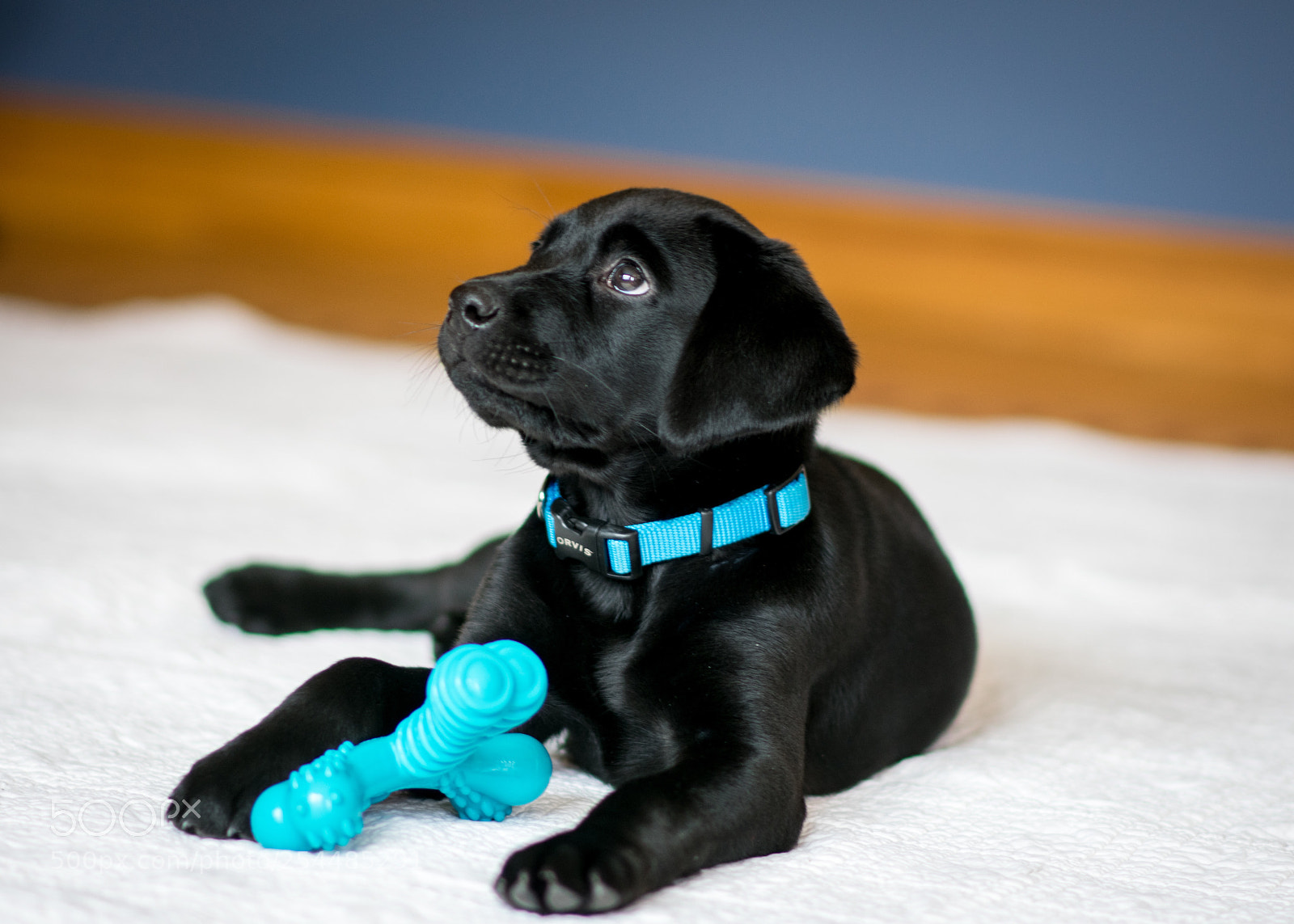 Nikon D3400 sample photo. Black lab puppy photography