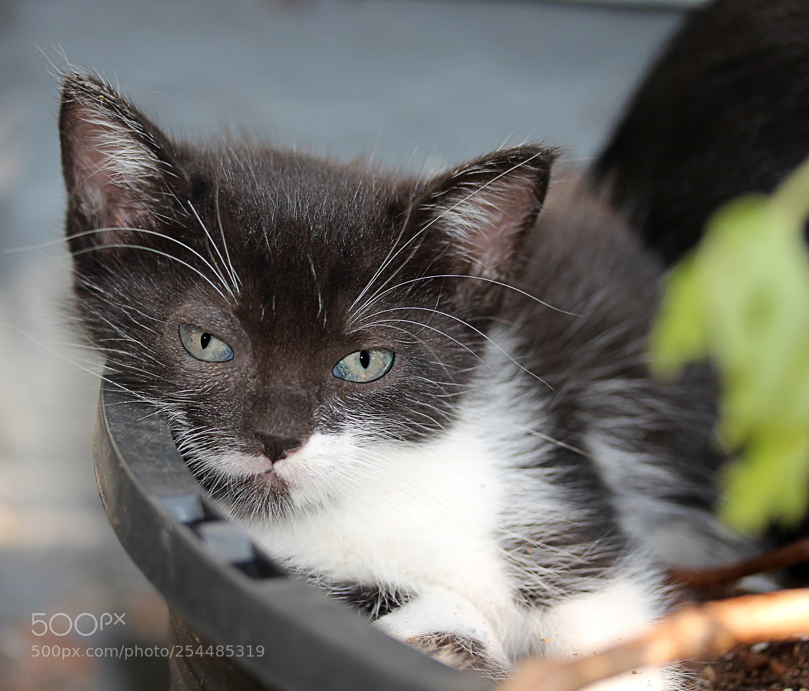 Canon EOS 650D (EOS Rebel T4i / EOS Kiss X6i) sample photo. Missy 10 photography