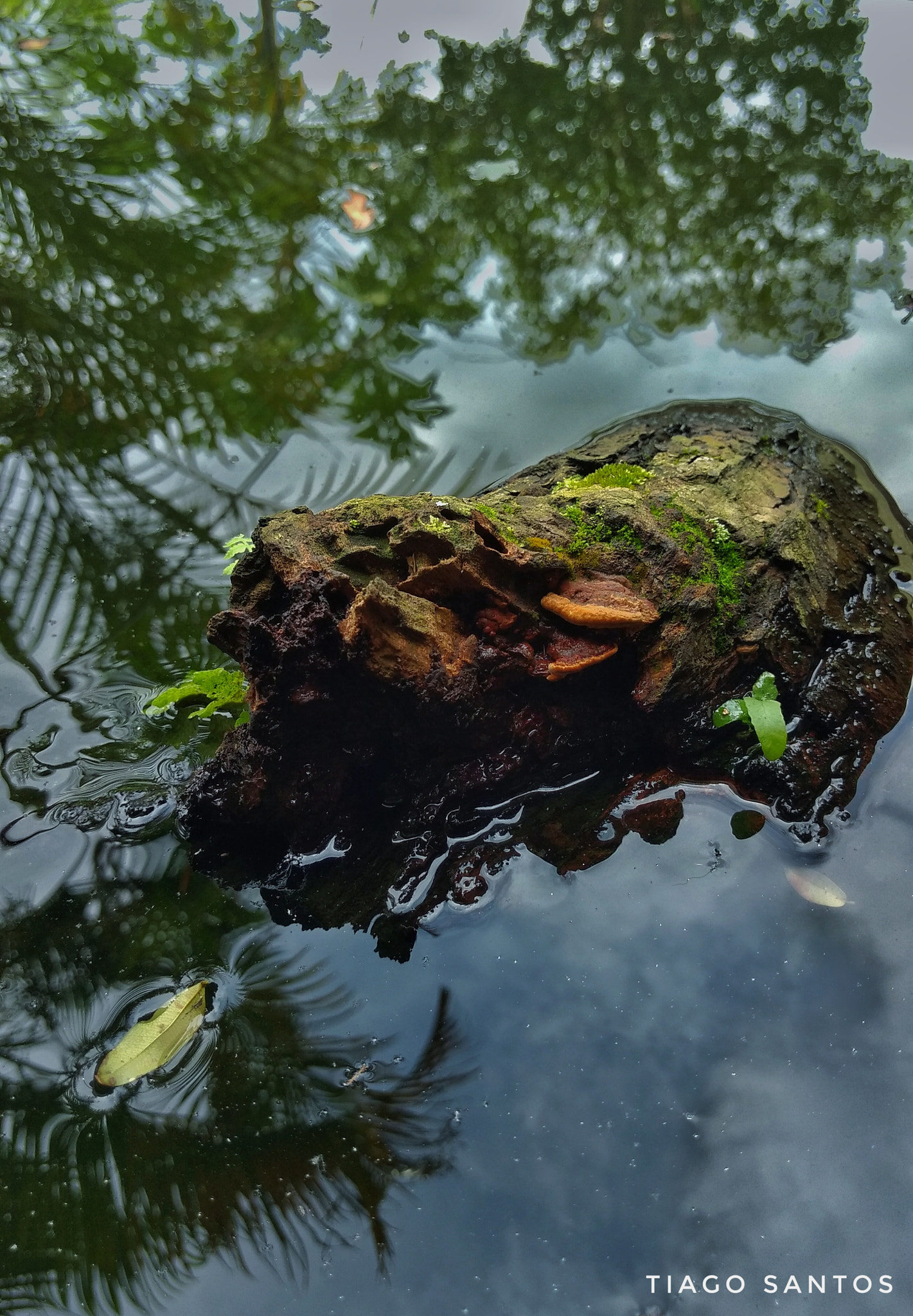Motorola Moto Z Play sample photo. Almost submerged by the time... photography
