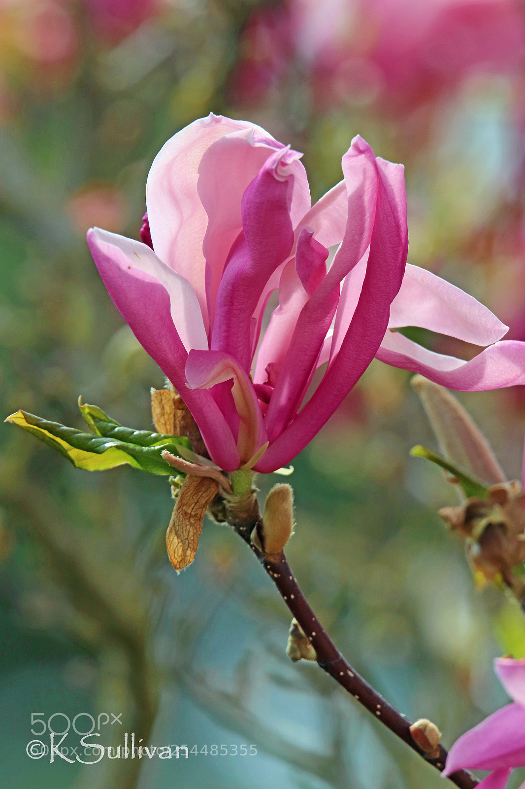 Canon EOS 77D (EOS 9000D / EOS 770D) sample photo. Shades of pink photography