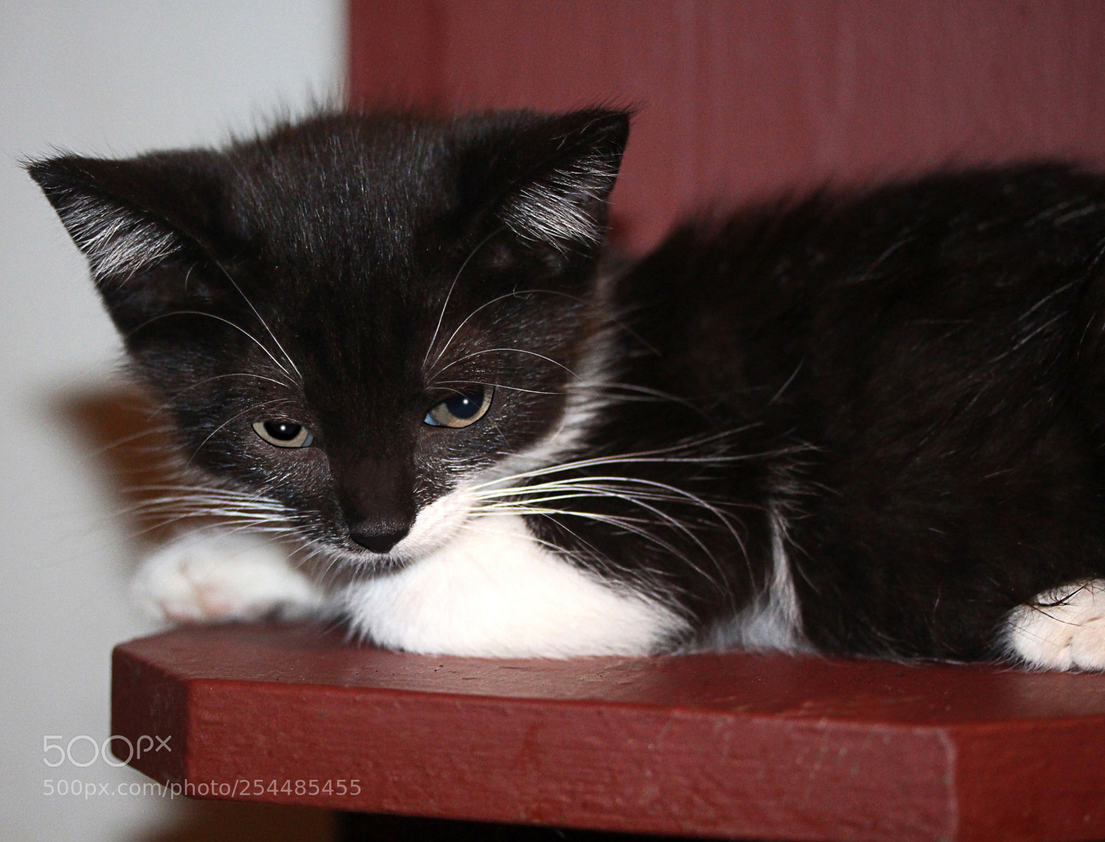 Canon EOS 650D (EOS Rebel T4i / EOS Kiss X6i) sample photo. Missy 14 photography
