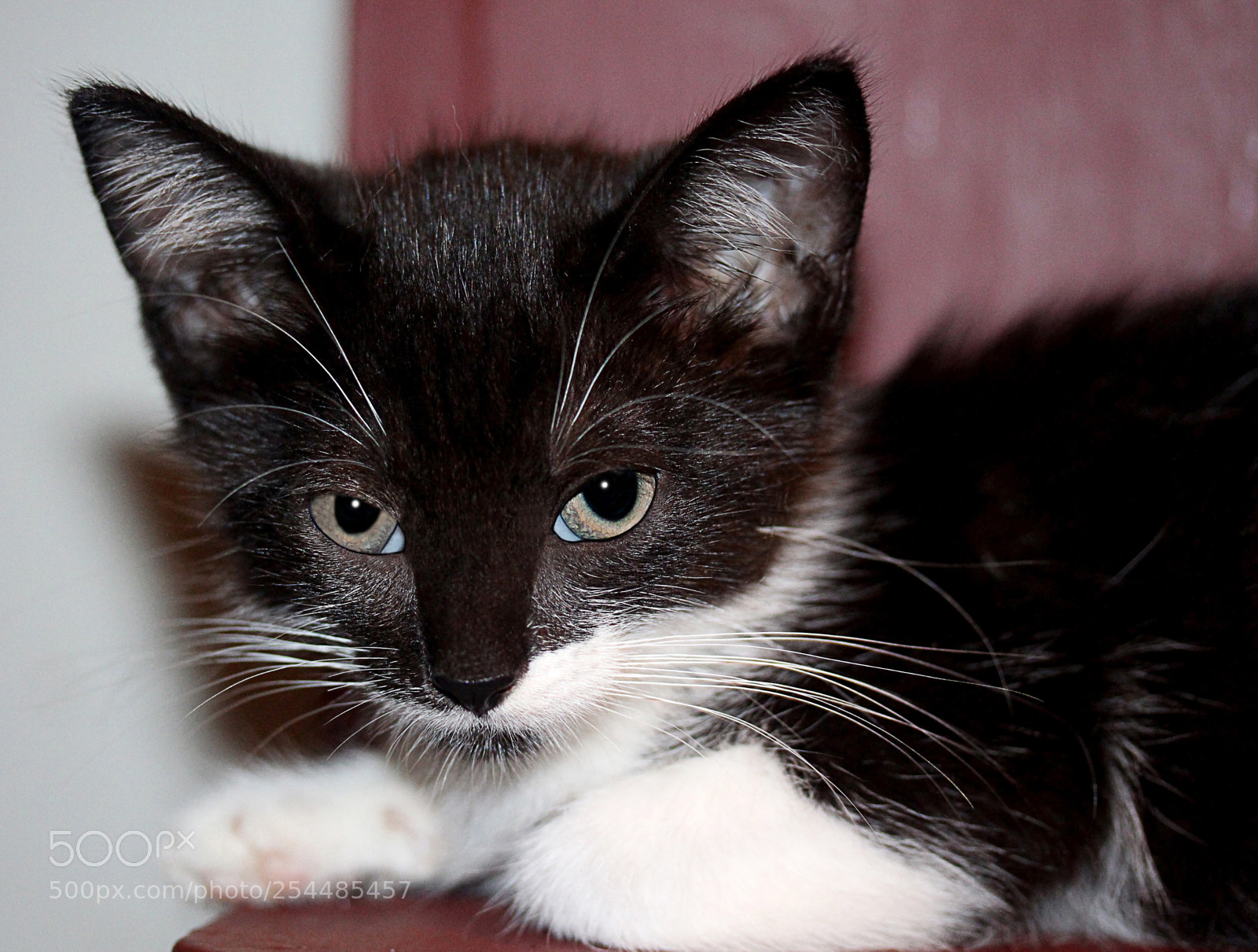 Canon EOS 650D (EOS Rebel T4i / EOS Kiss X6i) sample photo. Missy 15 photography