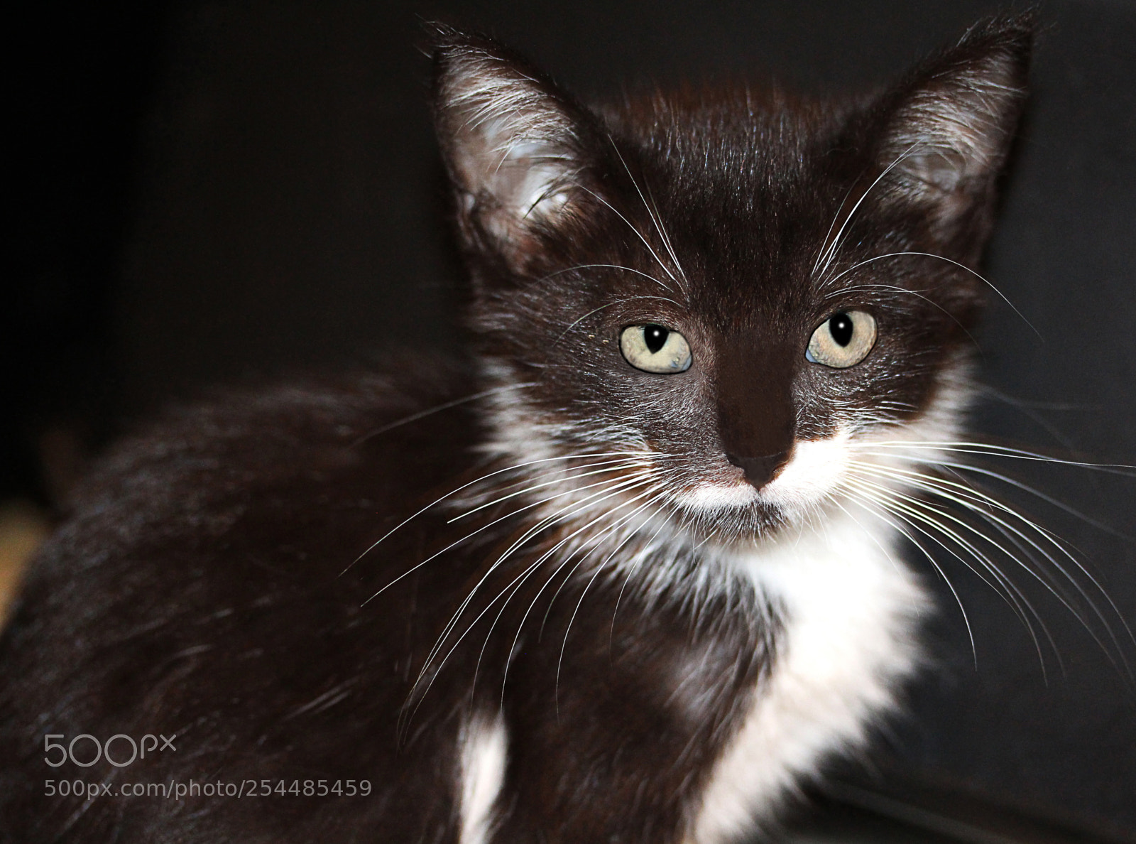 Canon EOS 650D (EOS Rebel T4i / EOS Kiss X6i) sample photo. Missy 16 photography