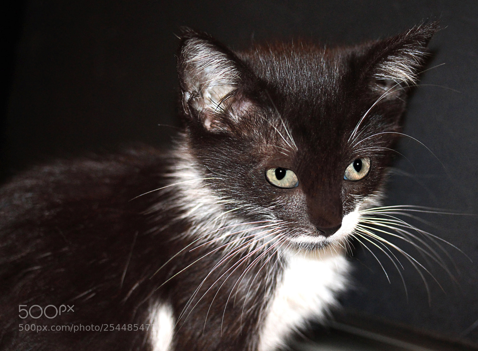 Canon EOS 650D (EOS Rebel T4i / EOS Kiss X6i) sample photo. Missy 17 photography