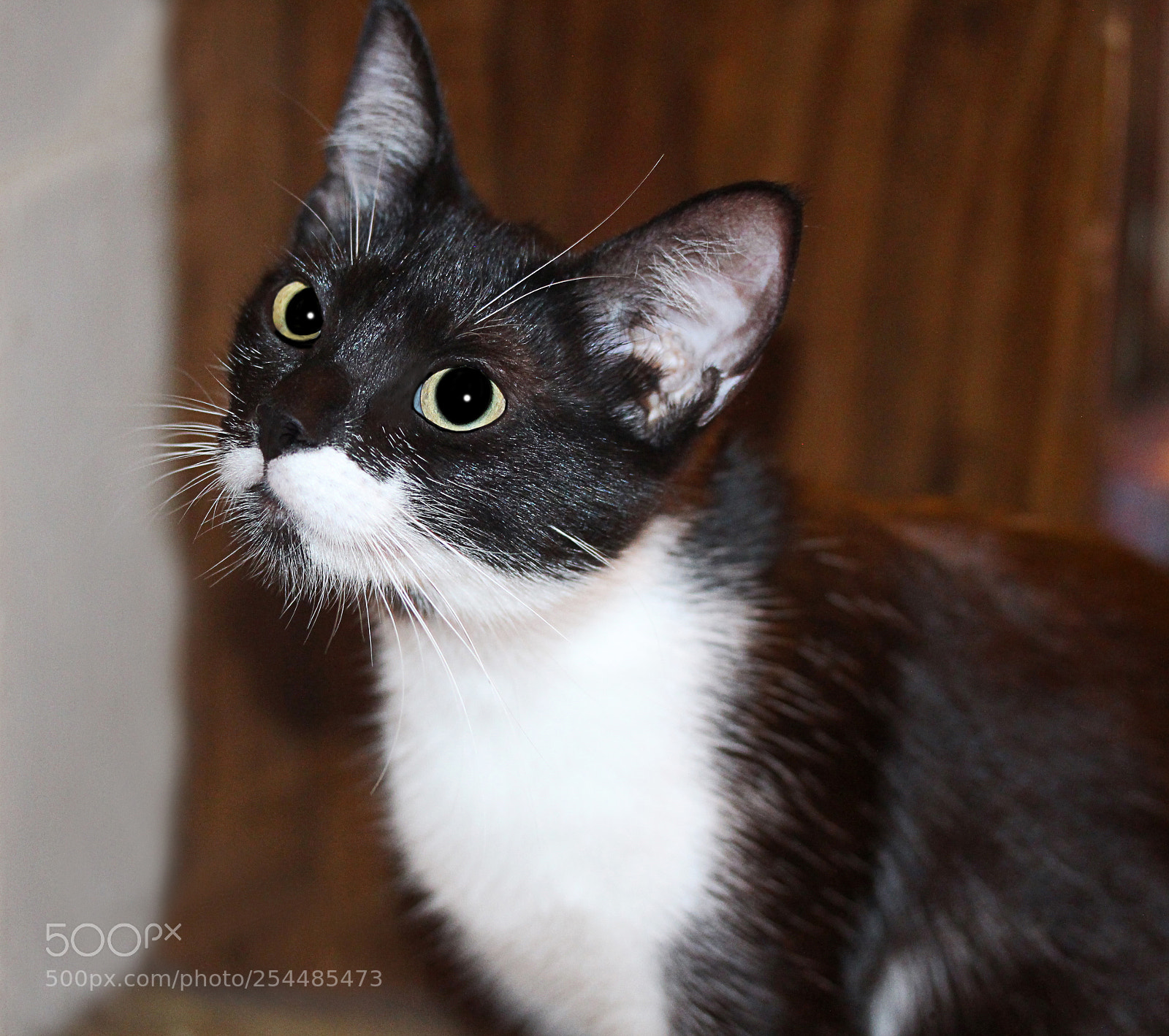 Canon EOS 650D (EOS Rebel T4i / EOS Kiss X6i) sample photo. Missy 18 photography