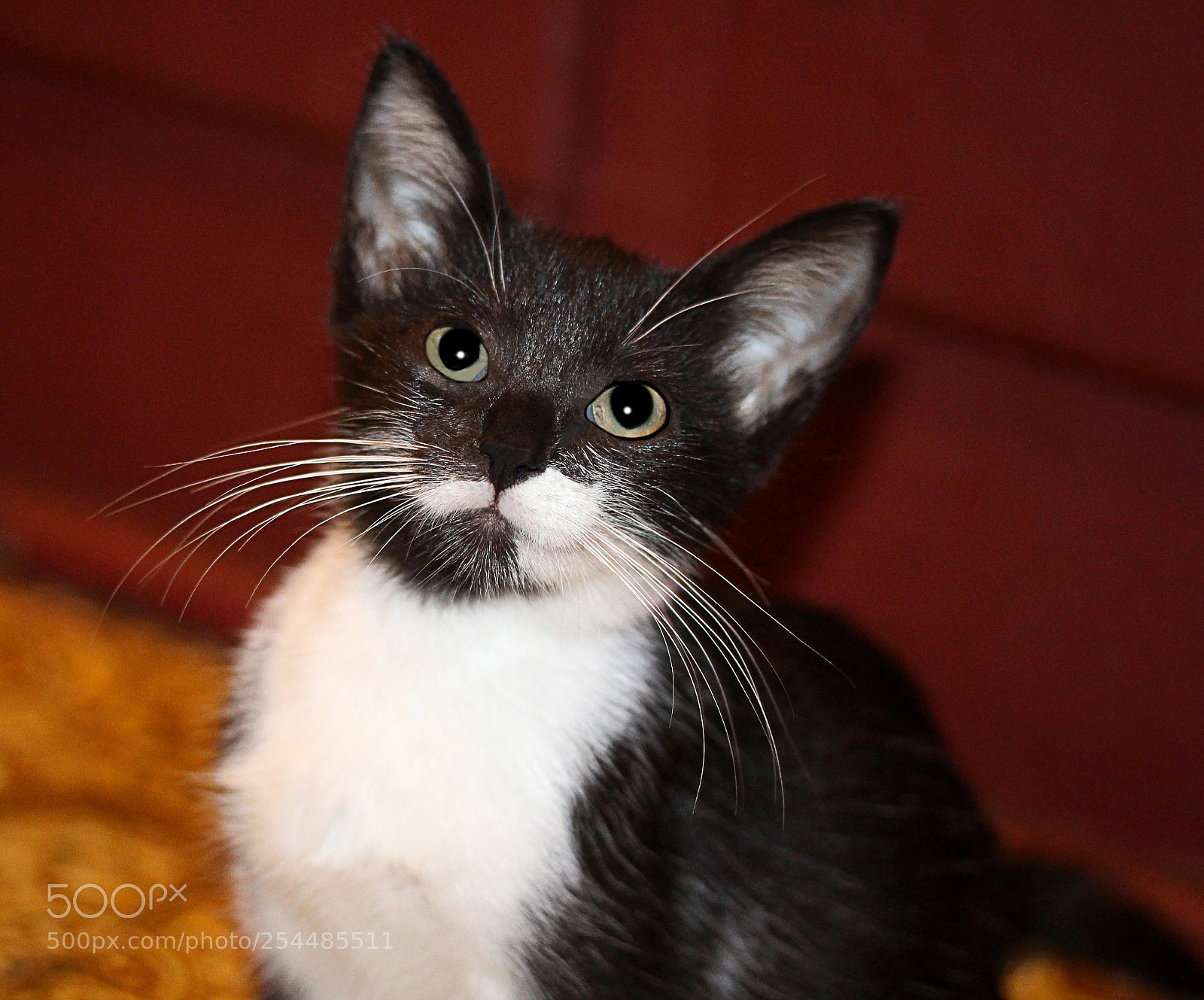 Canon EOS 650D (EOS Rebel T4i / EOS Kiss X6i) sample photo. Missy 19 photography