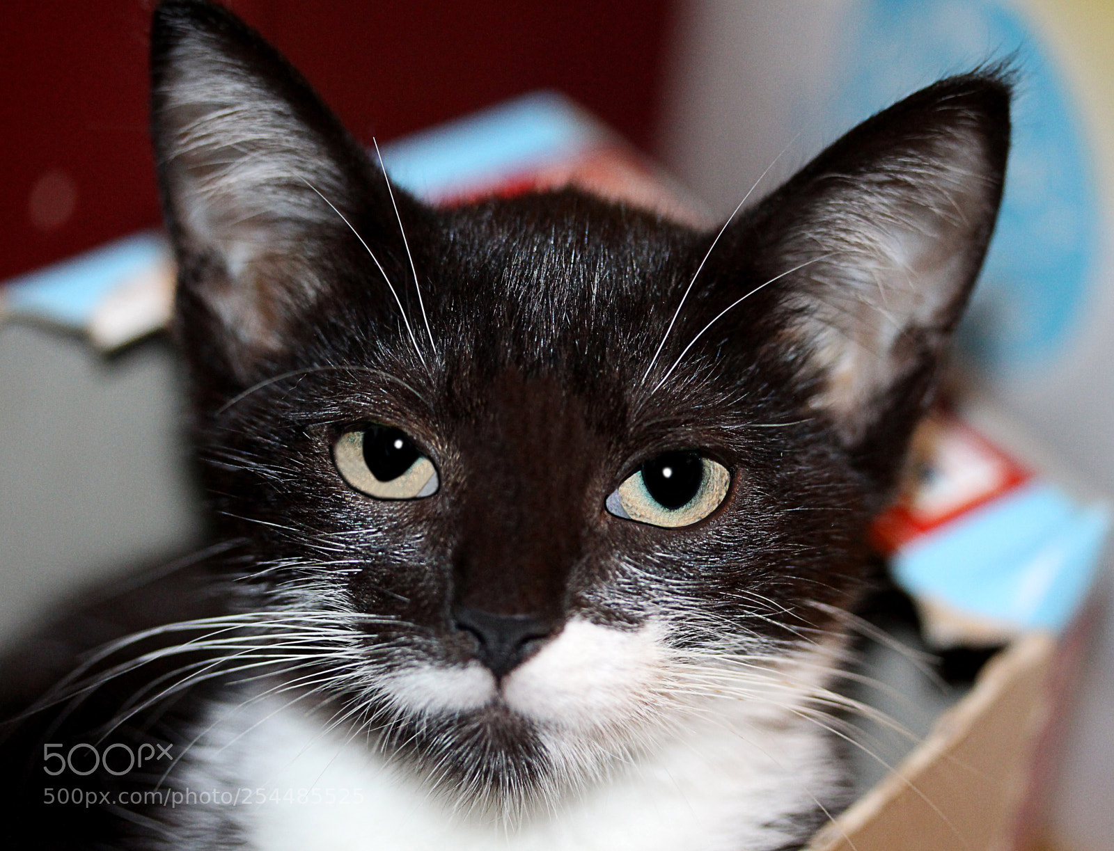 Canon EOS 650D (EOS Rebel T4i / EOS Kiss X6i) sample photo. Missy 20 photography