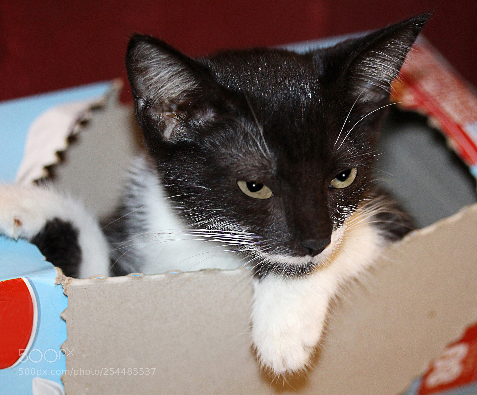 Canon EOS 650D (EOS Rebel T4i / EOS Kiss X6i) sample photo. Missy 21 photography