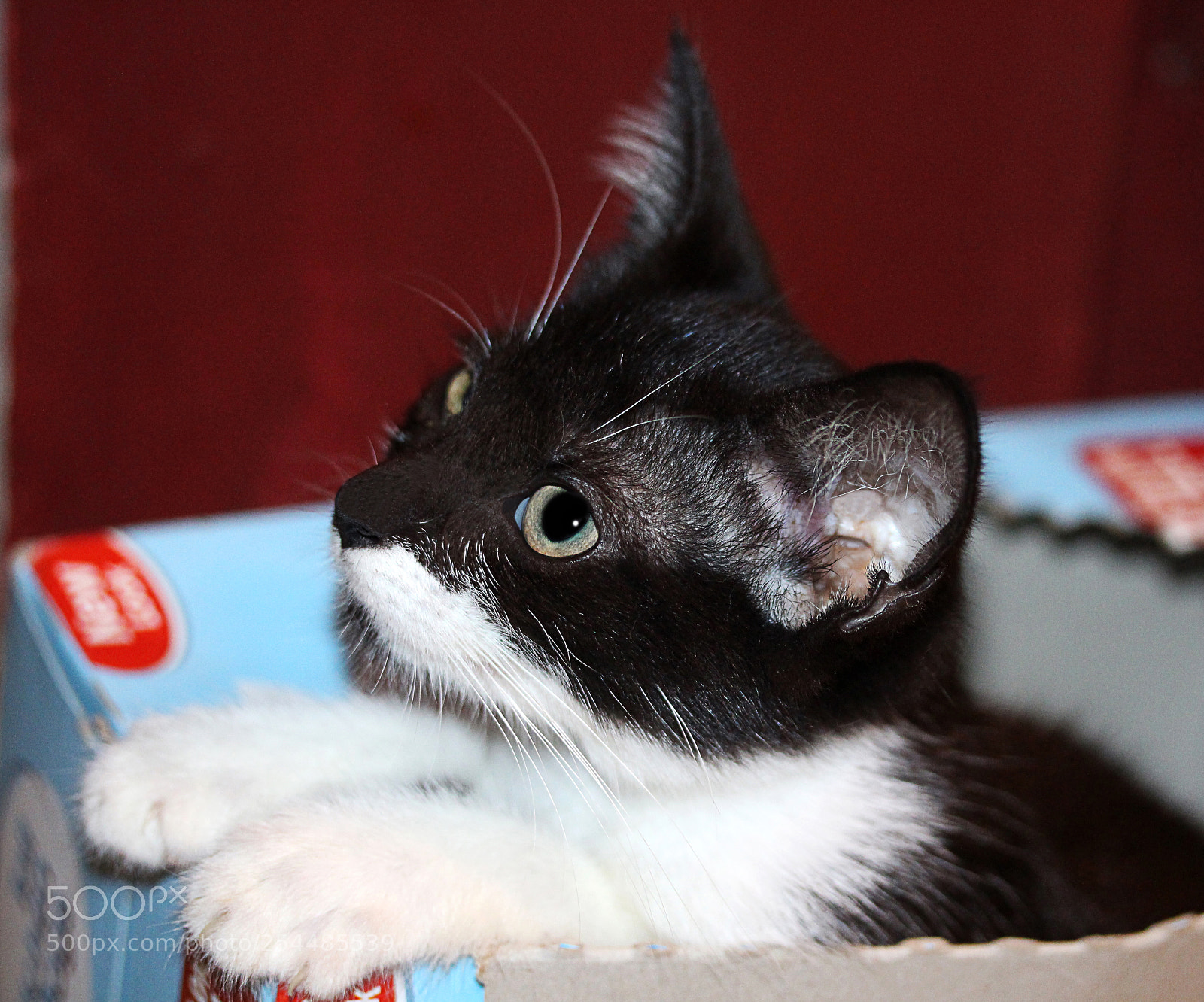 Canon EOS 650D (EOS Rebel T4i / EOS Kiss X6i) sample photo. Missy 22 photography