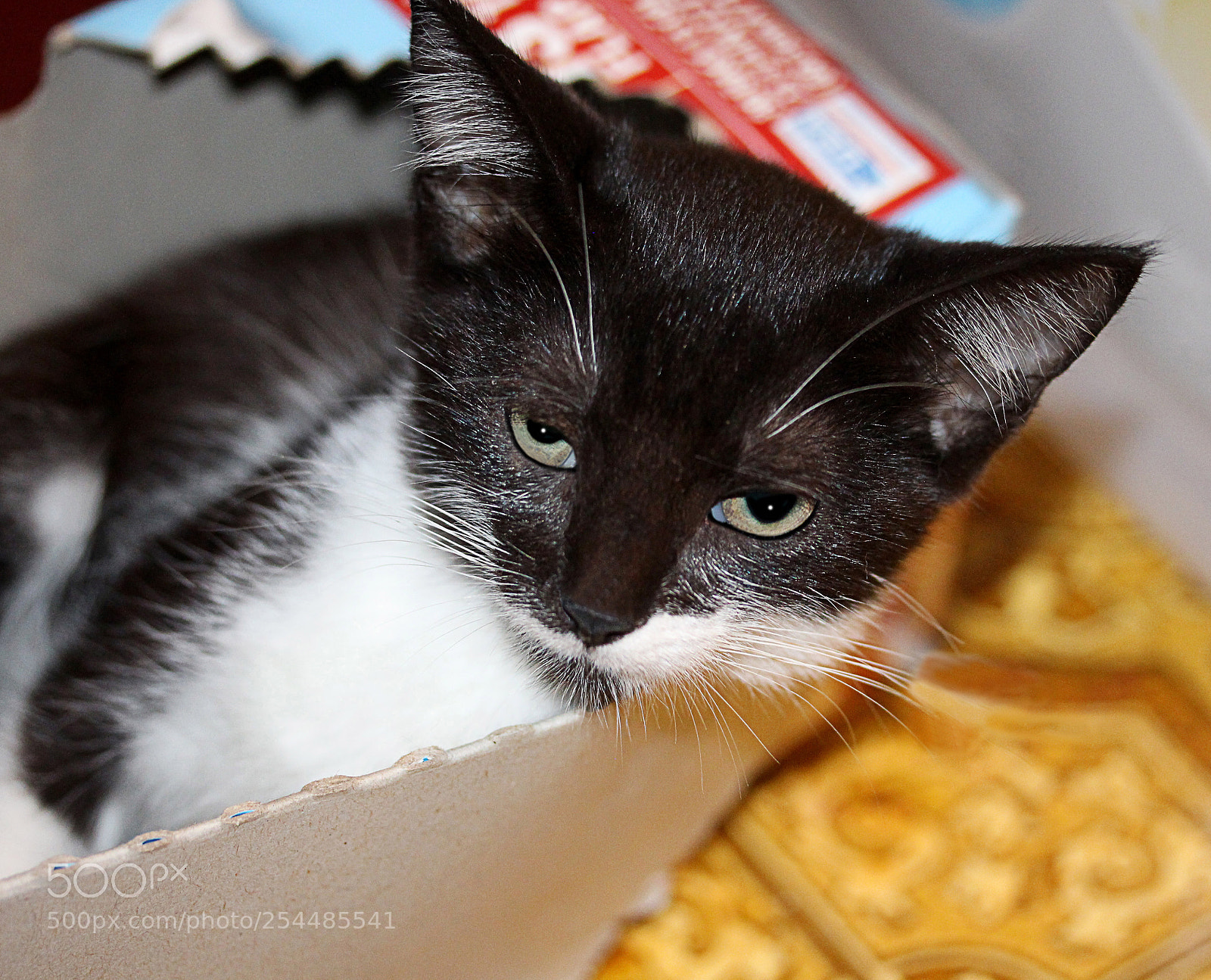 Canon EOS 650D (EOS Rebel T4i / EOS Kiss X6i) sample photo. Missy 23 photography