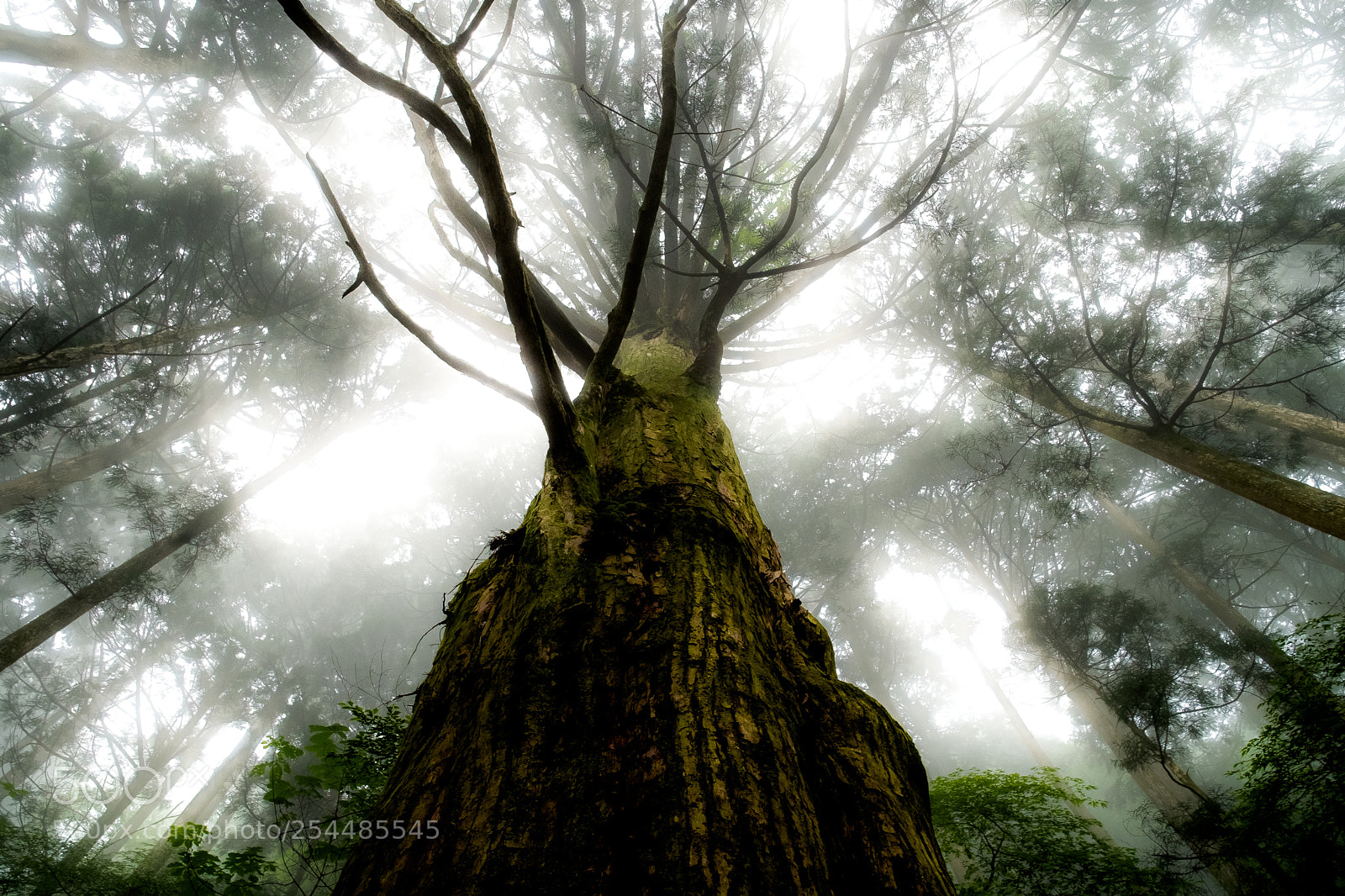 Fujifilm X-Pro1 sample photo. Mysterious forest (redux) xiii photography