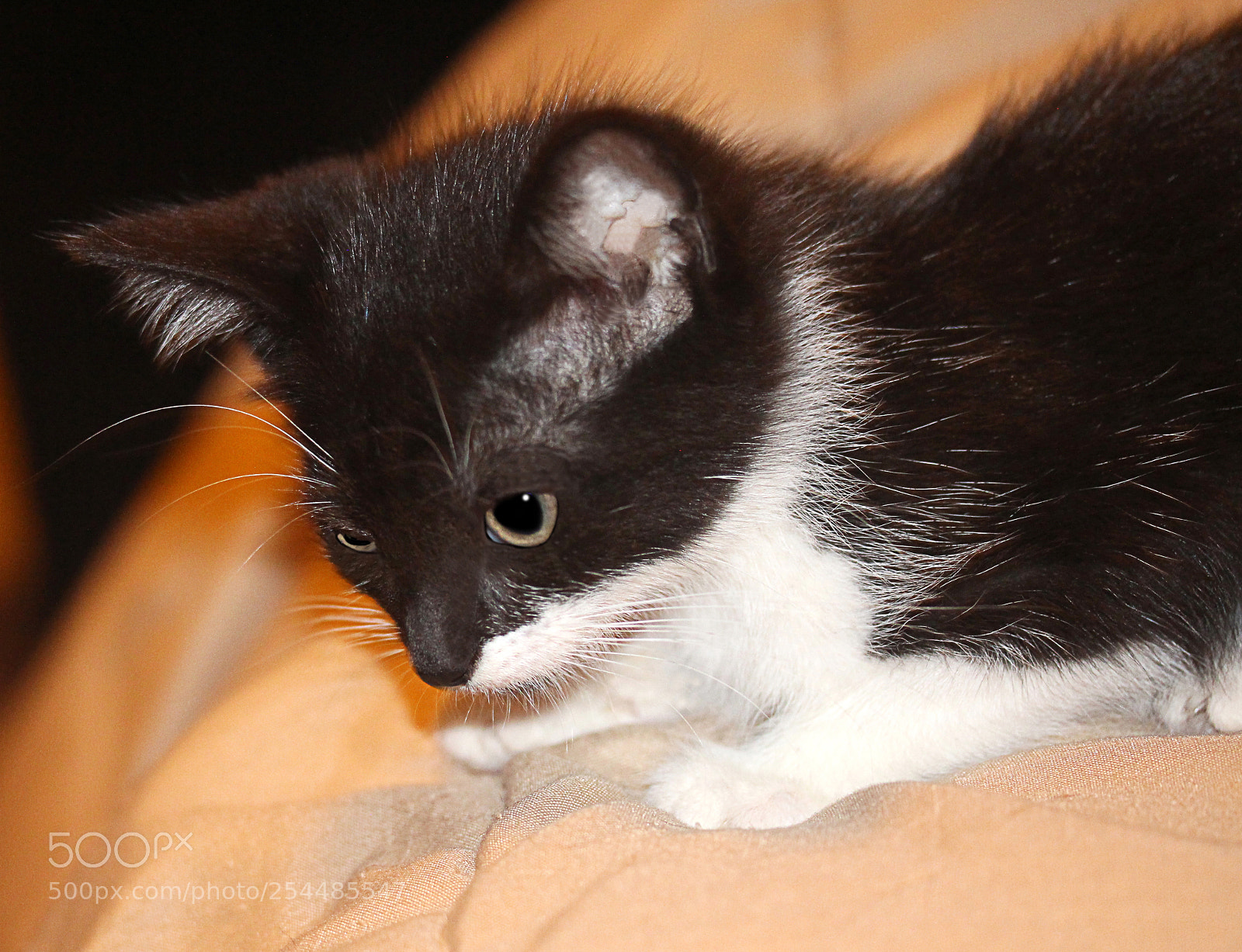 Canon EOS 650D (EOS Rebel T4i / EOS Kiss X6i) sample photo. Missy 24 photography
