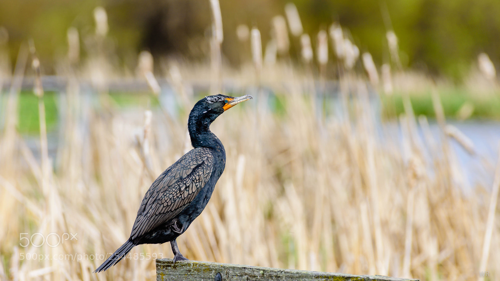 Nikon D7200 sample photo. Cormorant photography