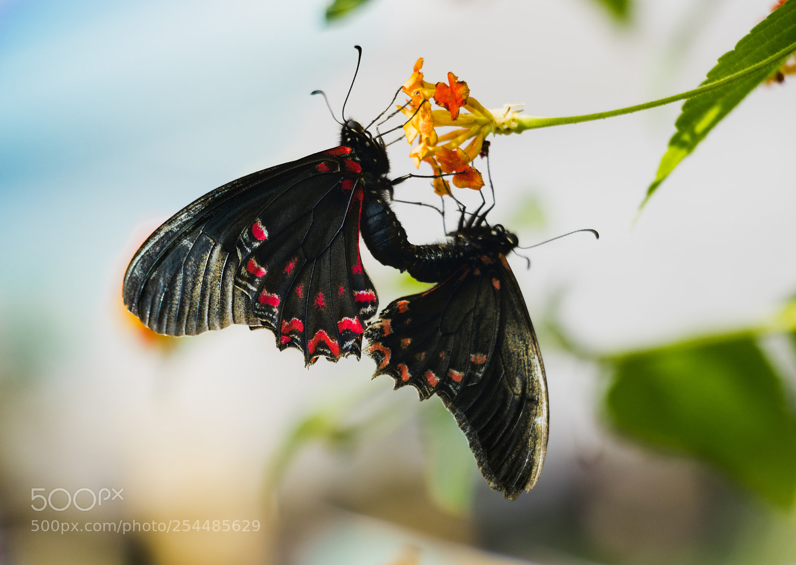 Canon EOS 800D (EOS Rebel T7i / EOS Kiss X9i) sample photo. Red mormon butterfly photography