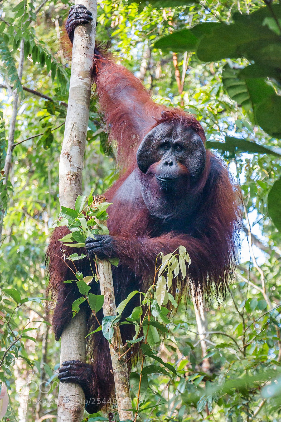 Canon EOS 650D (EOS Rebel T4i / EOS Kiss X6i) sample photo. Borneo photography