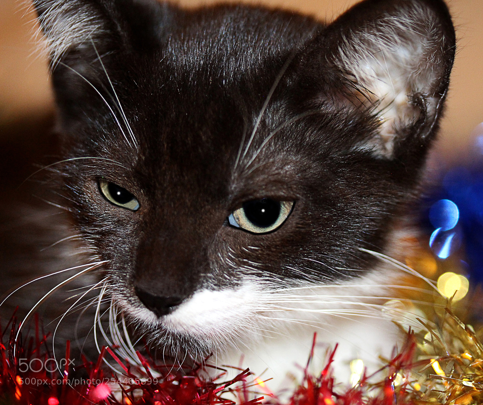 Canon EOS 650D (EOS Rebel T4i / EOS Kiss X6i) sample photo. Missy 29 photography