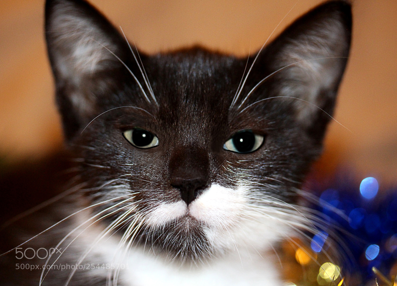 Canon EOS 650D (EOS Rebel T4i / EOS Kiss X6i) sample photo. Missy 30 photography