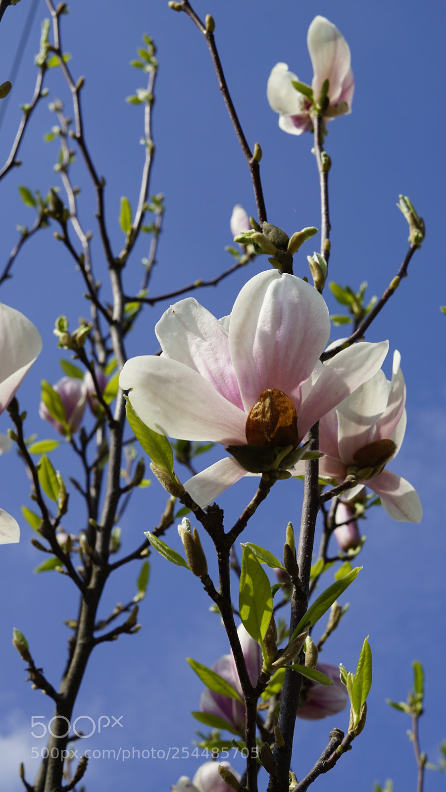 Sony a7 II sample photo. Spring blossoms photography
