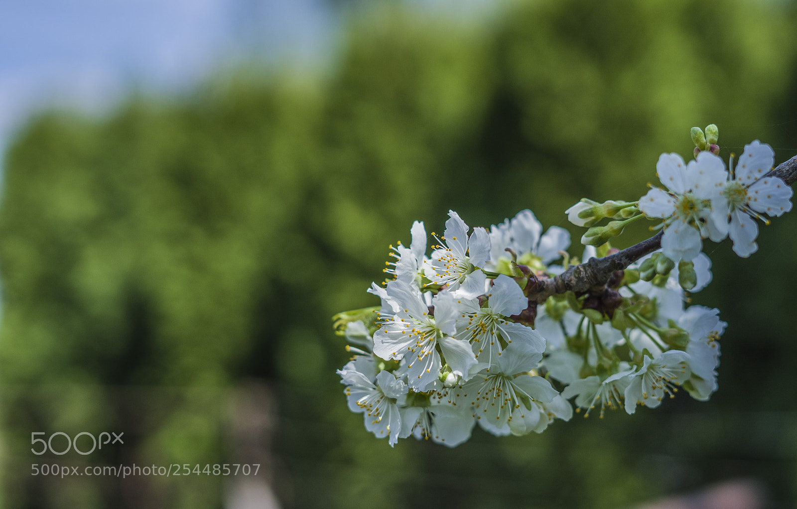 Sony a7 II sample photo. Spring blossoms photography