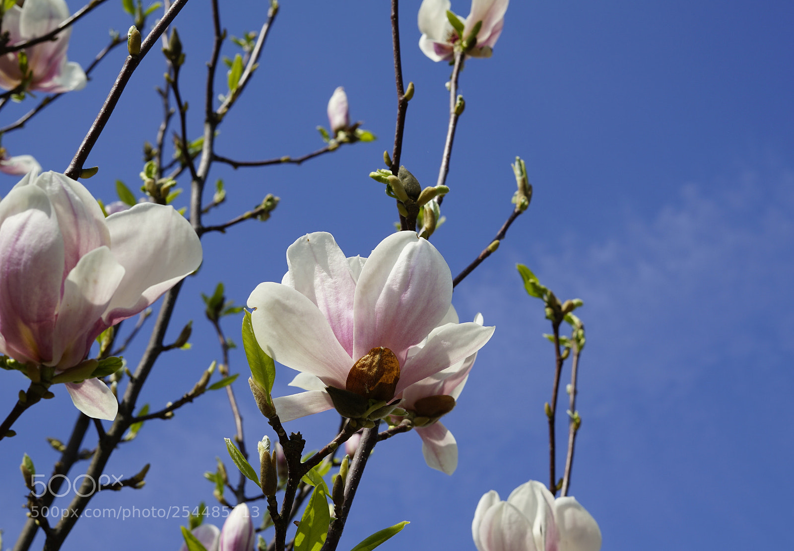 Sony a7 II sample photo. Spring blossoms photography