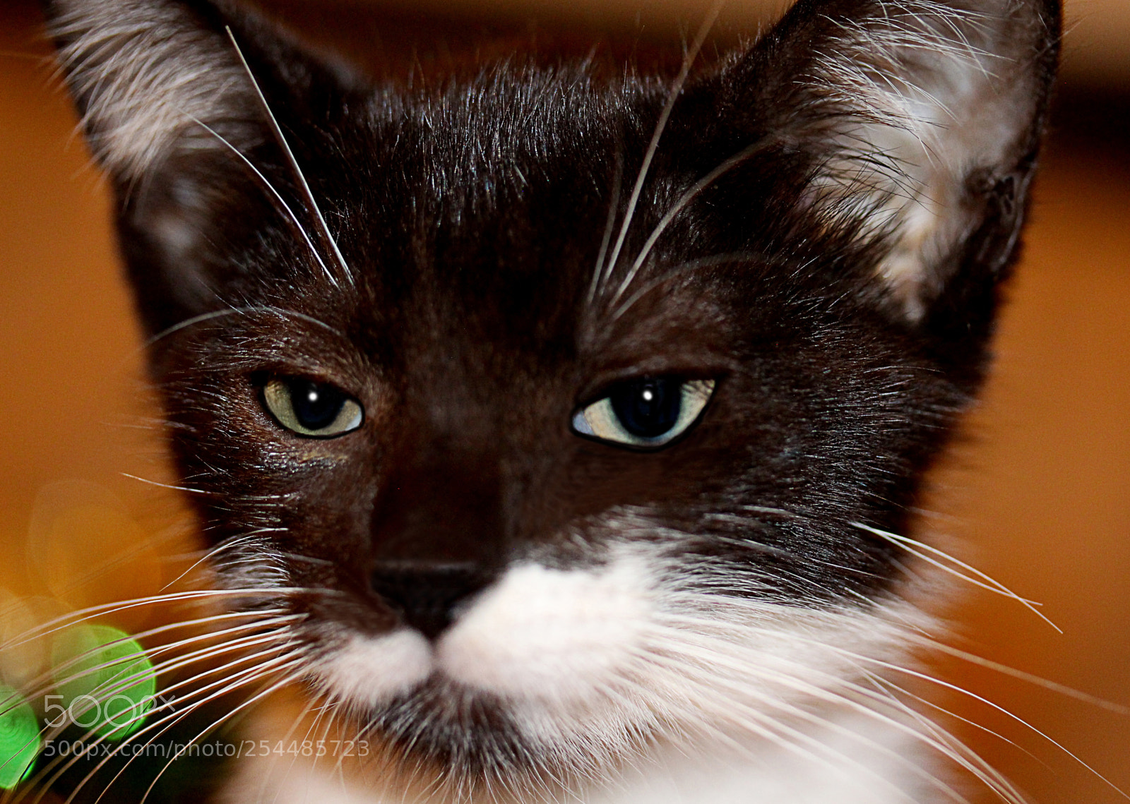 Canon EOS 650D (EOS Rebel T4i / EOS Kiss X6i) sample photo. Missy photography