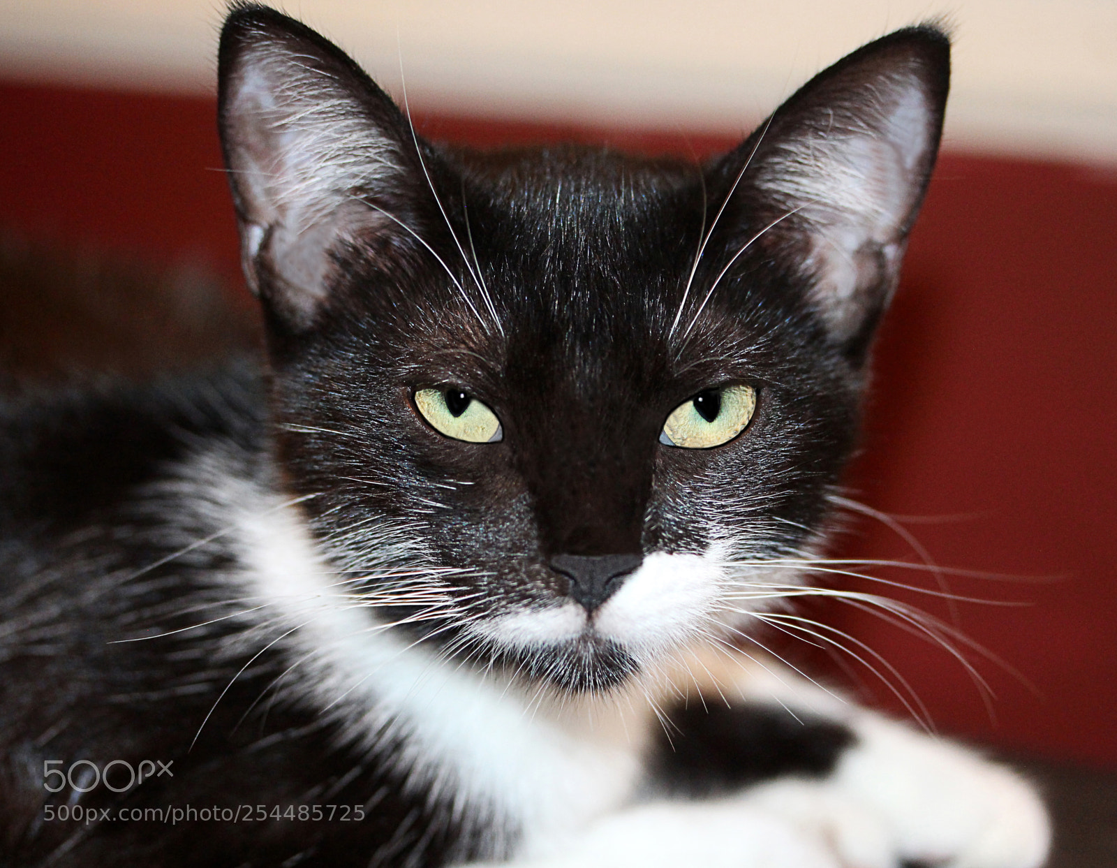 Canon EOS 650D (EOS Rebel T4i / EOS Kiss X6i) sample photo. Missy () photography