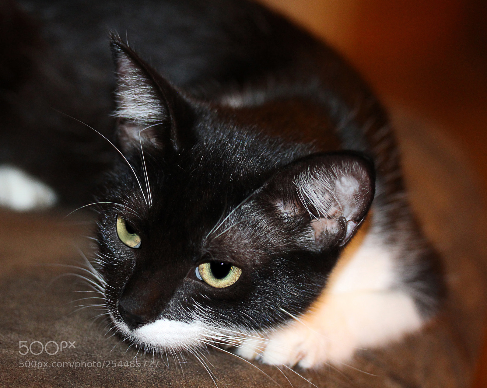 Canon EOS 650D (EOS Rebel T4i / EOS Kiss X6i) sample photo. Missy () photography