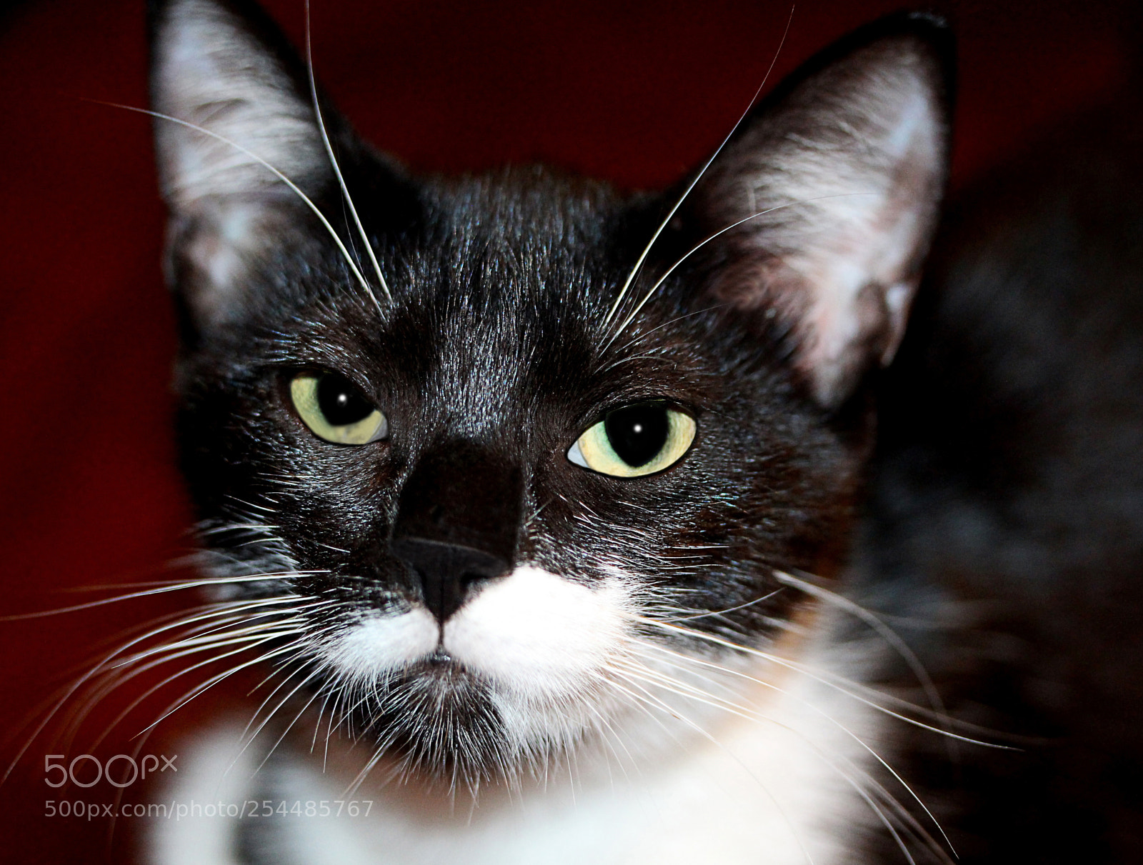 Canon EOS 650D (EOS Rebel T4i / EOS Kiss X6i) sample photo. Missy photography