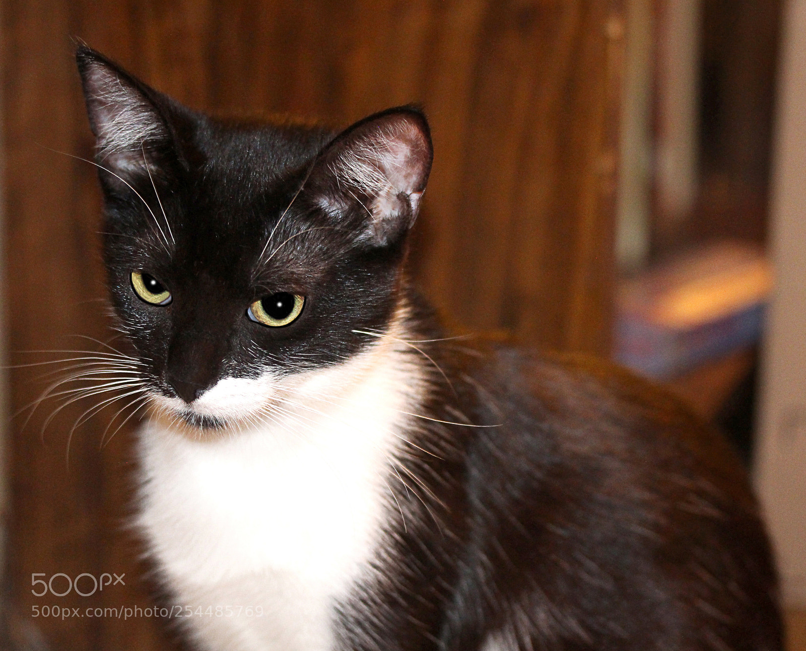 Canon EOS 650D (EOS Rebel T4i / EOS Kiss X6i) sample photo. Missy photography