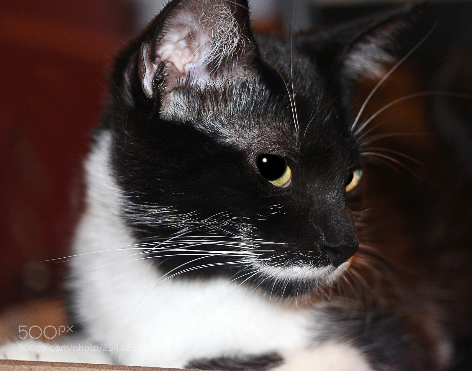 Canon EOS 650D (EOS Rebel T4i / EOS Kiss X6i) sample photo. Missy a photography