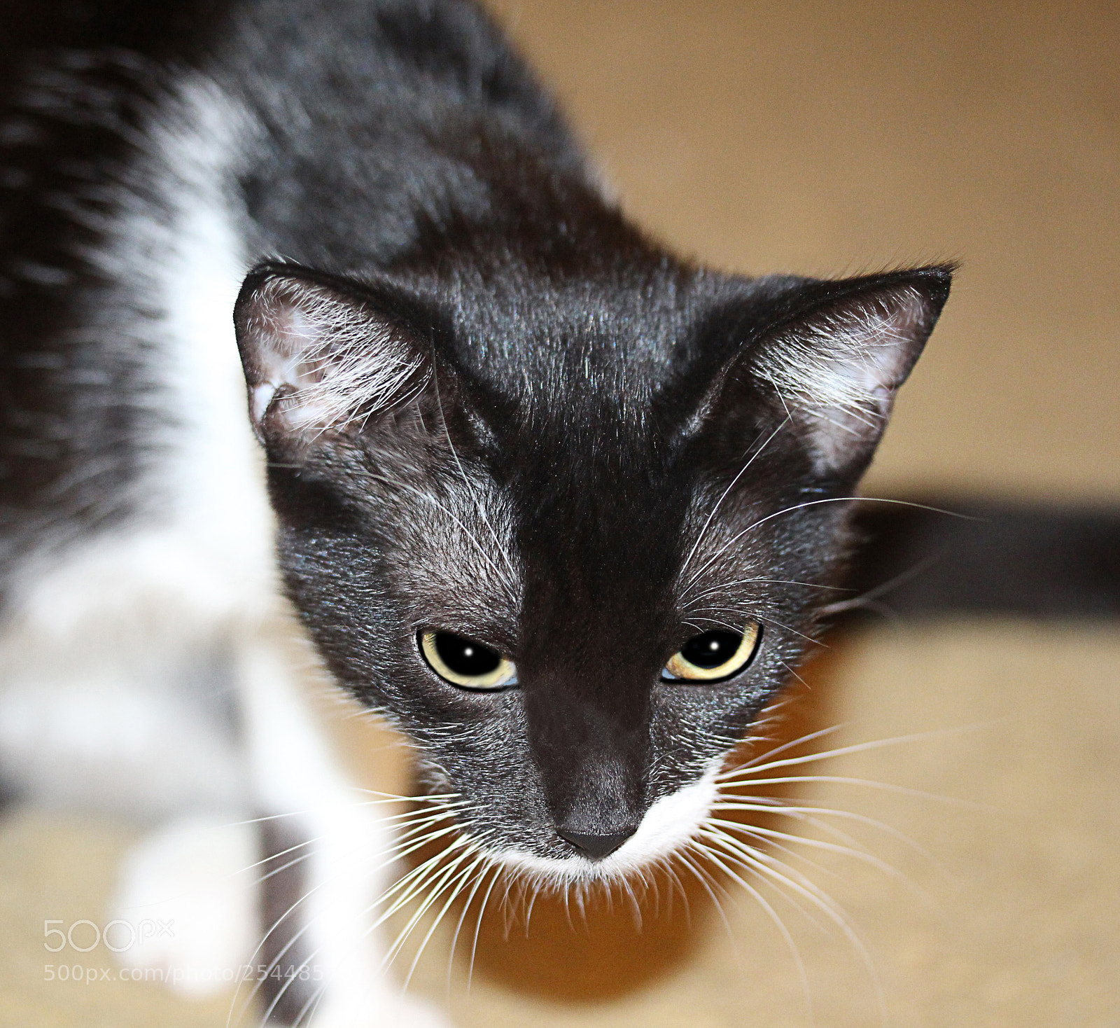 Canon EOS 650D (EOS Rebel T4i / EOS Kiss X6i) sample photo. Missy photography
