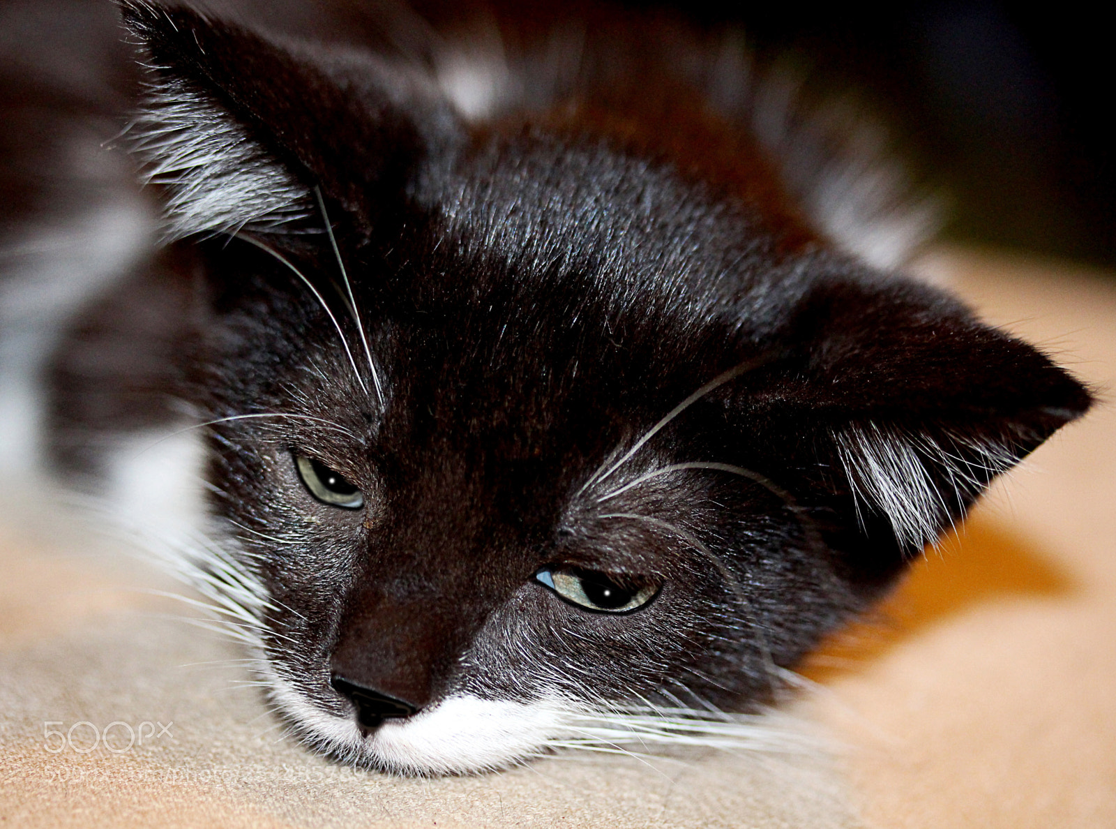Canon EOS 650D (EOS Rebel T4i / EOS Kiss X6i) sample photo. Missy photography
