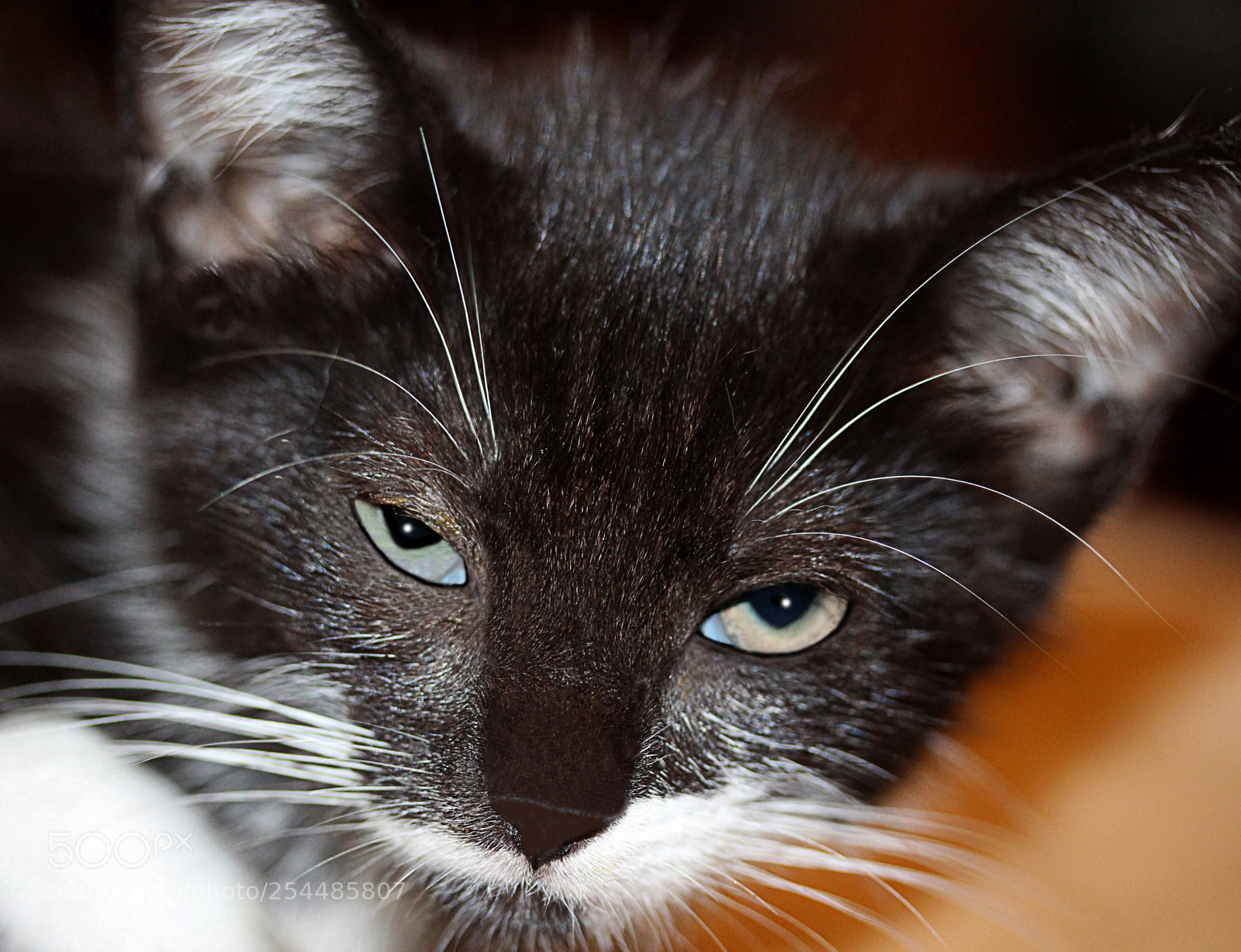 Canon EOS 650D (EOS Rebel T4i / EOS Kiss X6i) sample photo. Missy photography