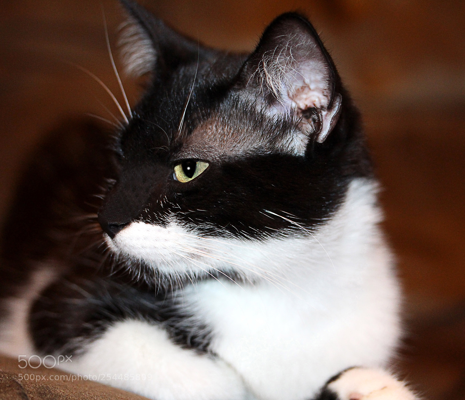 Canon EOS 650D (EOS Rebel T4i / EOS Kiss X6i) sample photo. Missy a photography