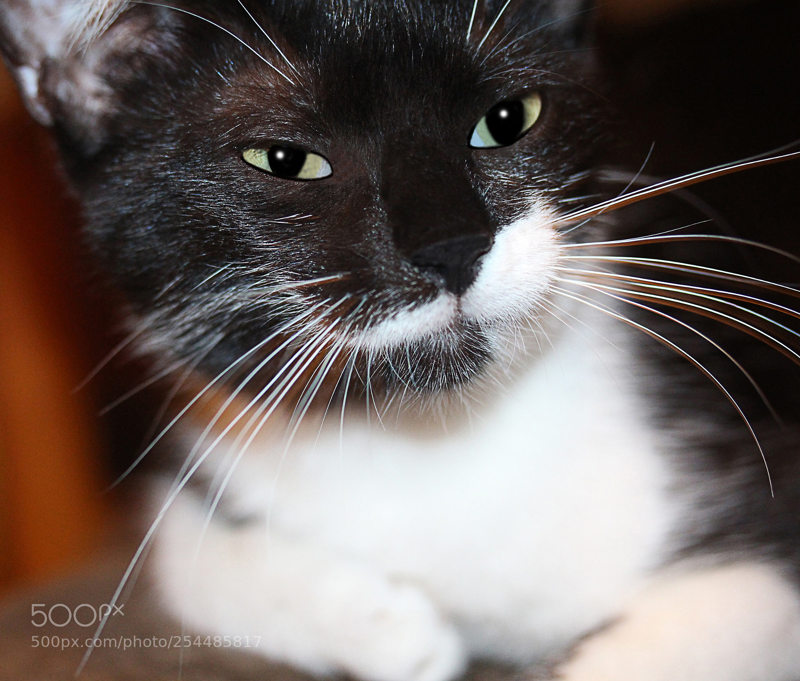 Canon EOS 650D (EOS Rebel T4i / EOS Kiss X6i) sample photo. Missy photography