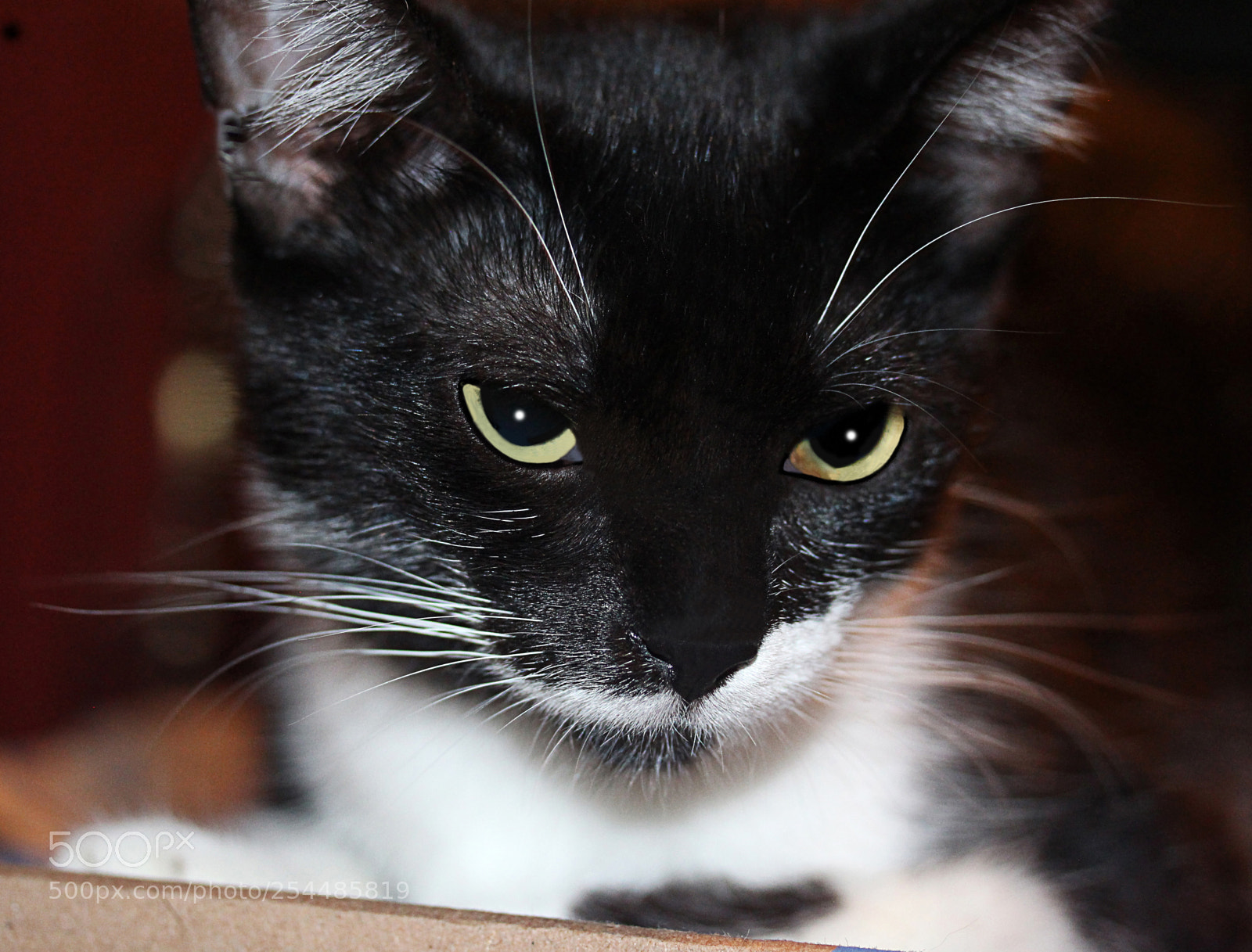 Canon EOS 650D (EOS Rebel T4i / EOS Kiss X6i) sample photo. Missy a photography