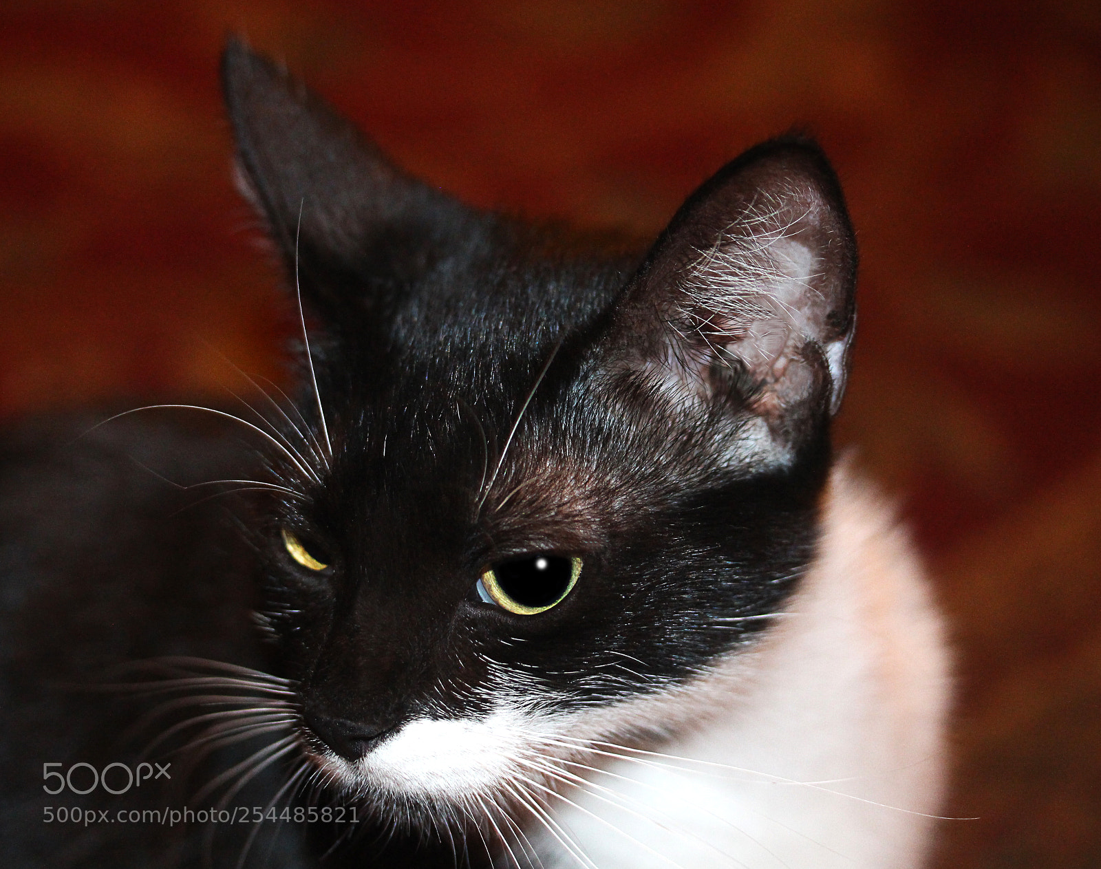 Canon EOS 650D (EOS Rebel T4i / EOS Kiss X6i) sample photo. Missy photography