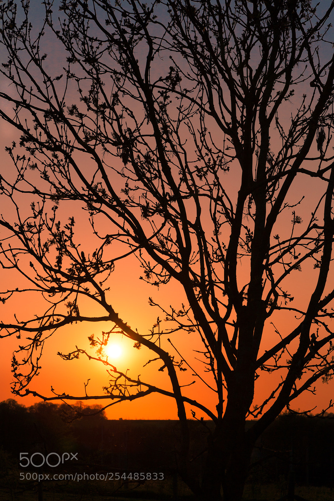 Canon EOS 5D sample photo. Tree of life photography