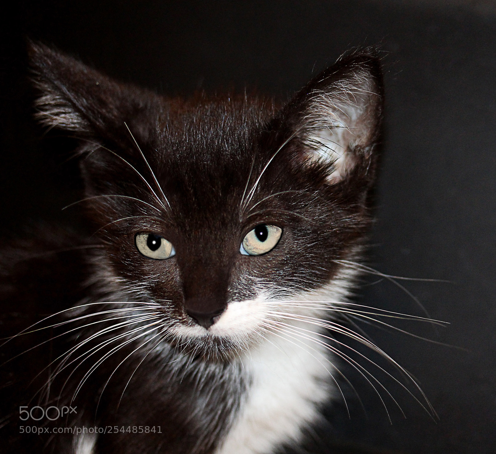 Canon EOS 650D (EOS Rebel T4i / EOS Kiss X6i) sample photo. Missy () a photography