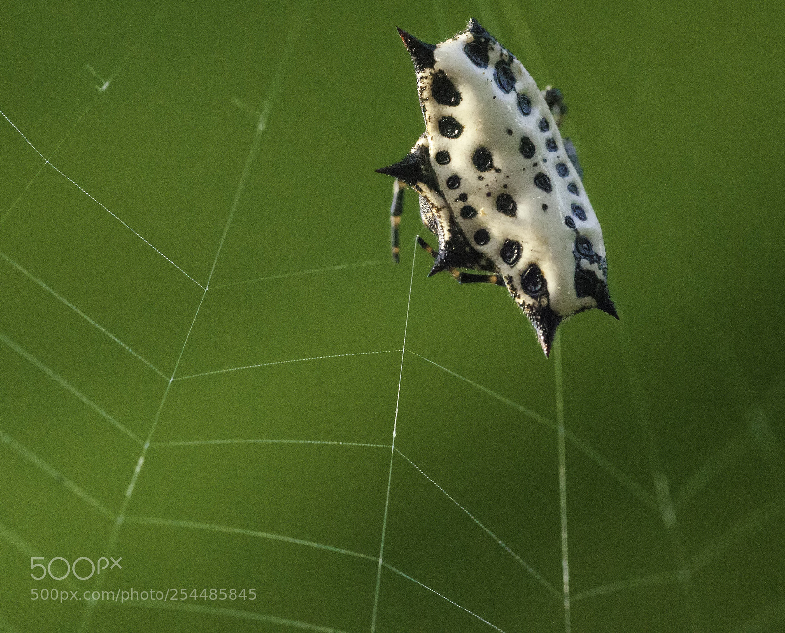 Nikon D3X sample photo. Gasteracantha cancriformis photography