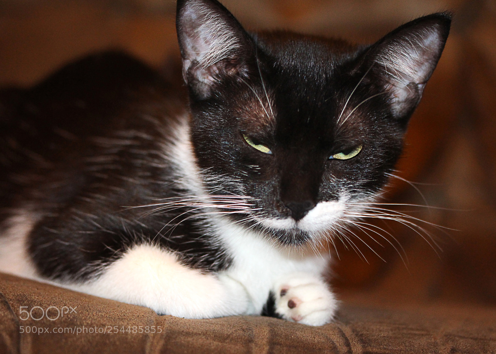 Canon EOS 650D (EOS Rebel T4i / EOS Kiss X6i) sample photo. Missy () a photography
