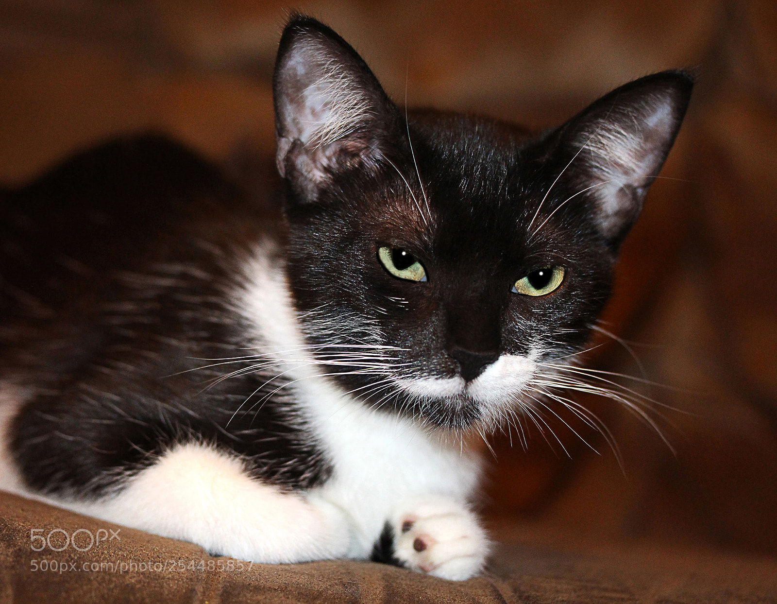 Canon EOS 650D (EOS Rebel T4i / EOS Kiss X6i) sample photo. Missy () photography