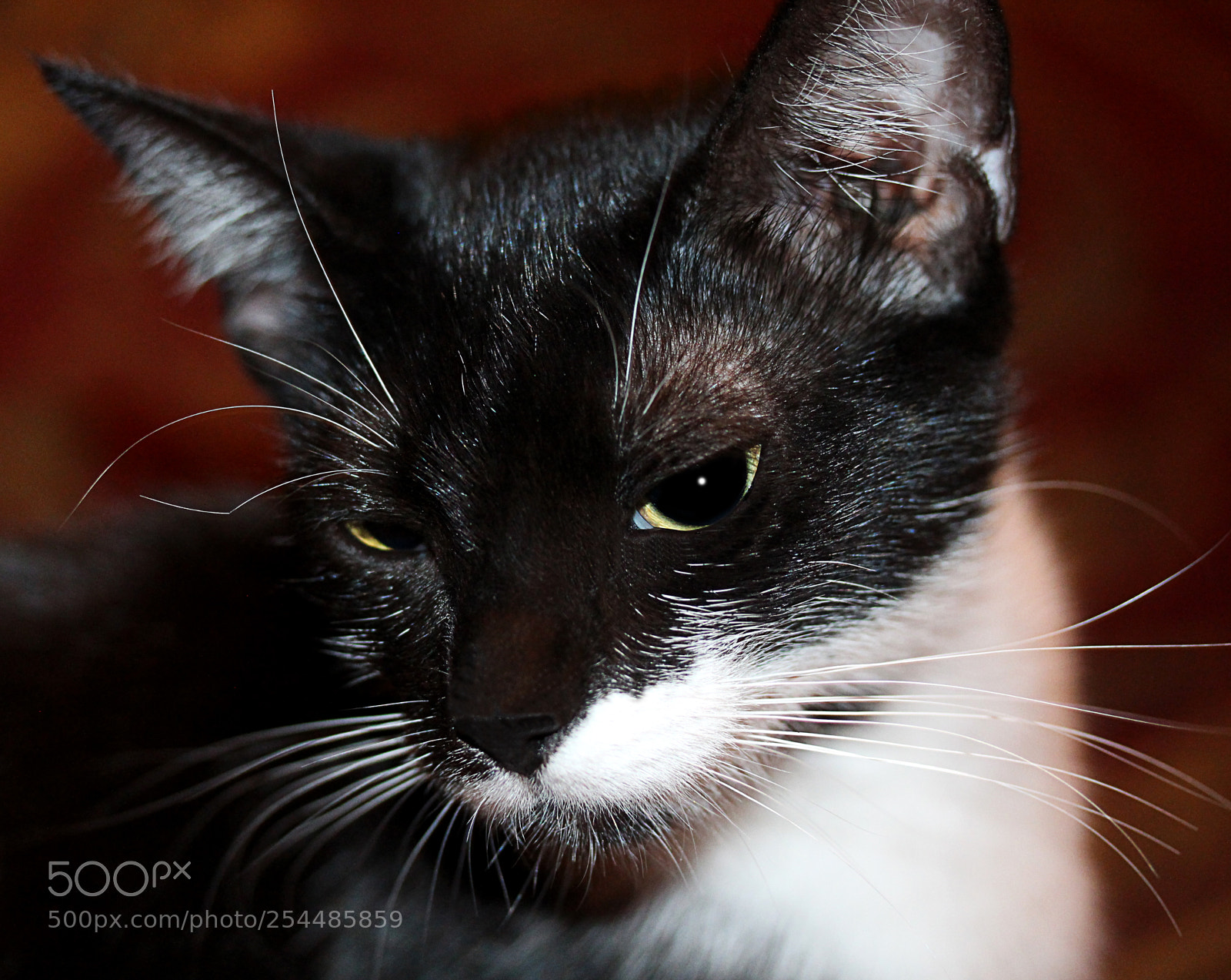 Canon EOS 650D (EOS Rebel T4i / EOS Kiss X6i) sample photo. Missy photography