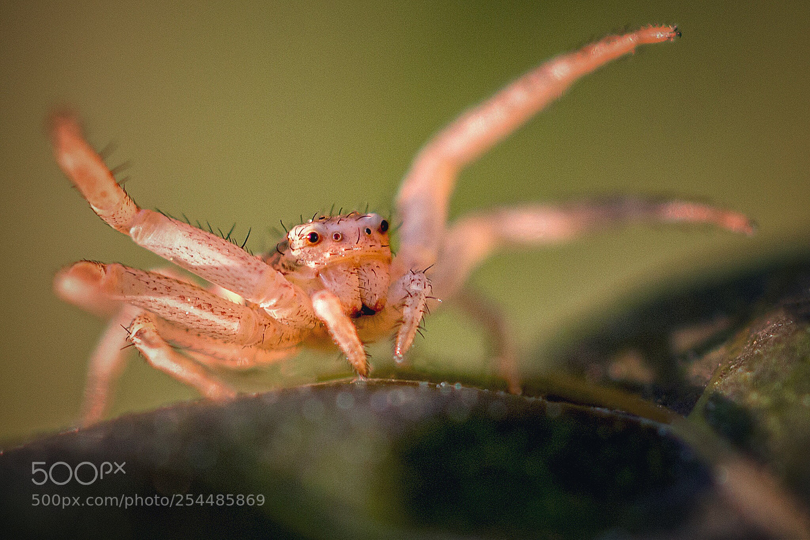 Canon EOS 70D sample photo. Spider photography