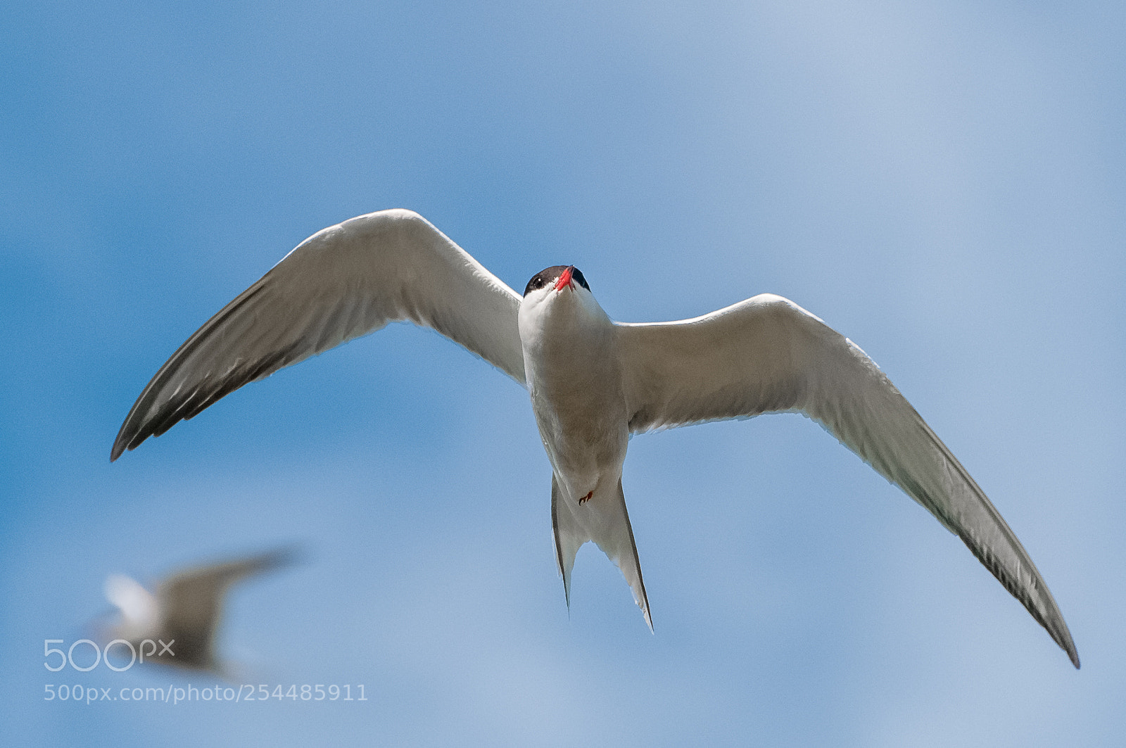 Nikon D300S sample photo. Tern photography