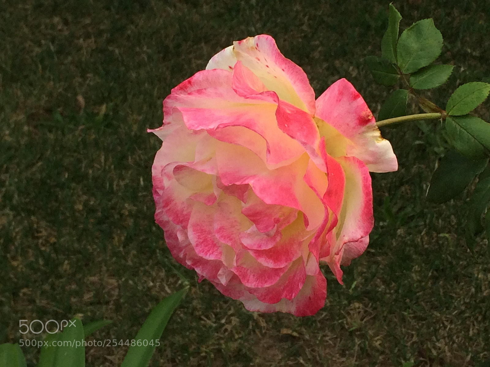 Apple iPhone 5s sample photo. Eabeab aadd photography
