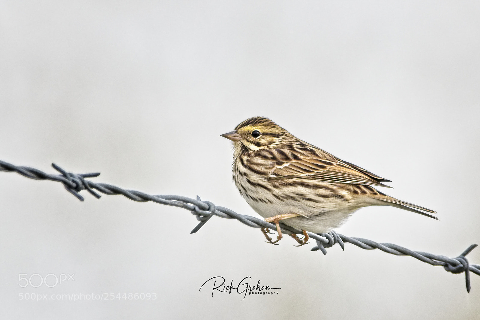 Canon EOS 80D sample photo. Savannah sparrow photography