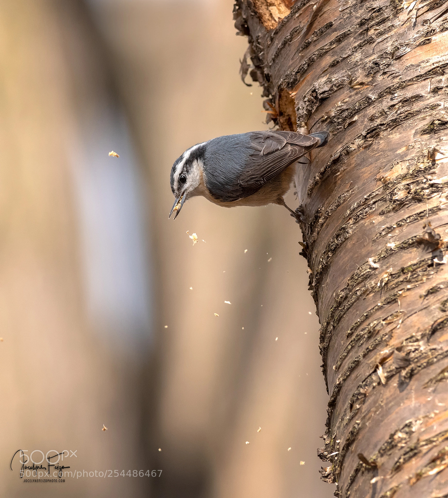 Nikon D750 sample photo. Female red-breasted nuthatch digging photography