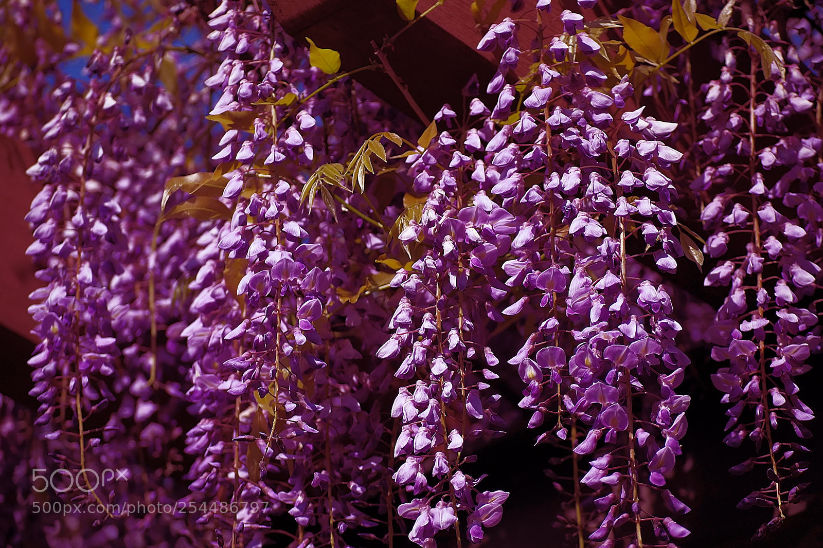 Nikon D40 sample photo. It was fuji's floral photography